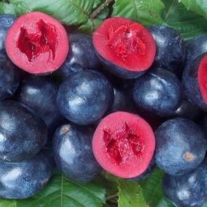 Cut and whole davidson plums on a bed of leaves. 