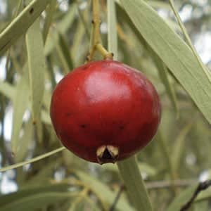 Quandong