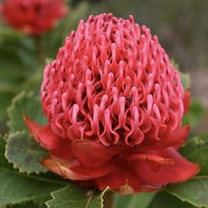 Waratah