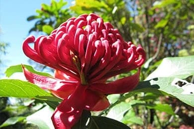 Een ander ingrediënt dat we in de schijnwerpers wilden zetten, is het iconische Waratah Flower-extract van Australië