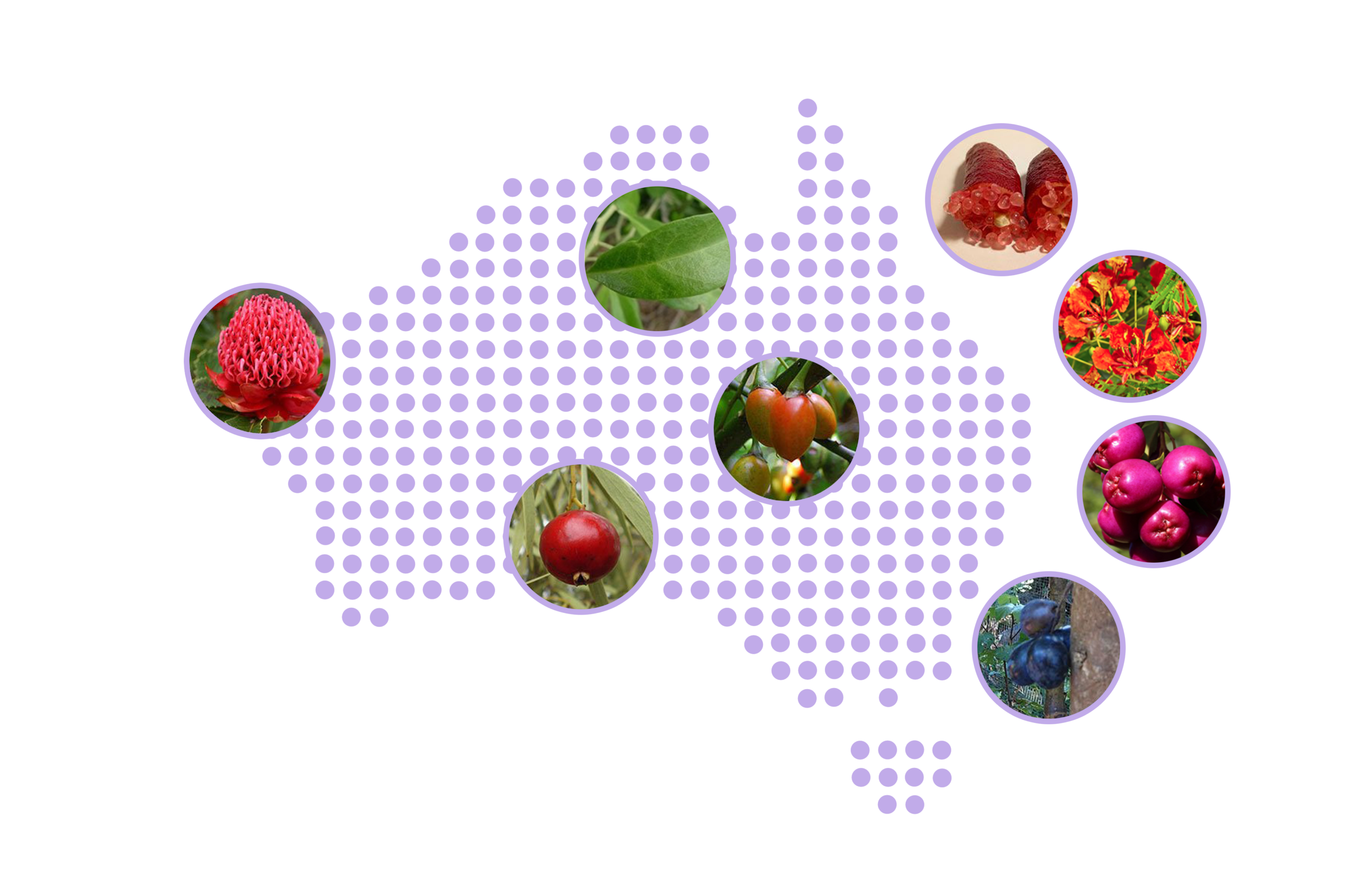 Australian map_transparent background