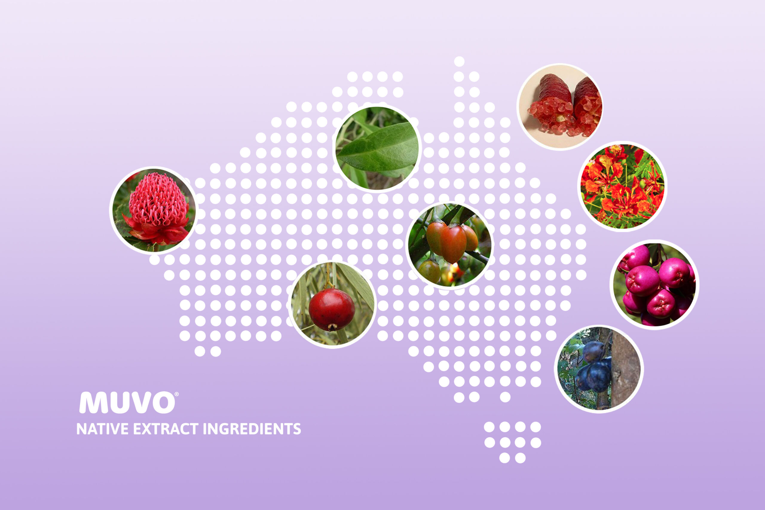 Australian map_with Native Extracts_purple background