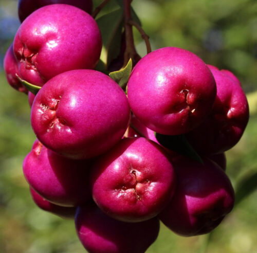 image of Lilly Pilli